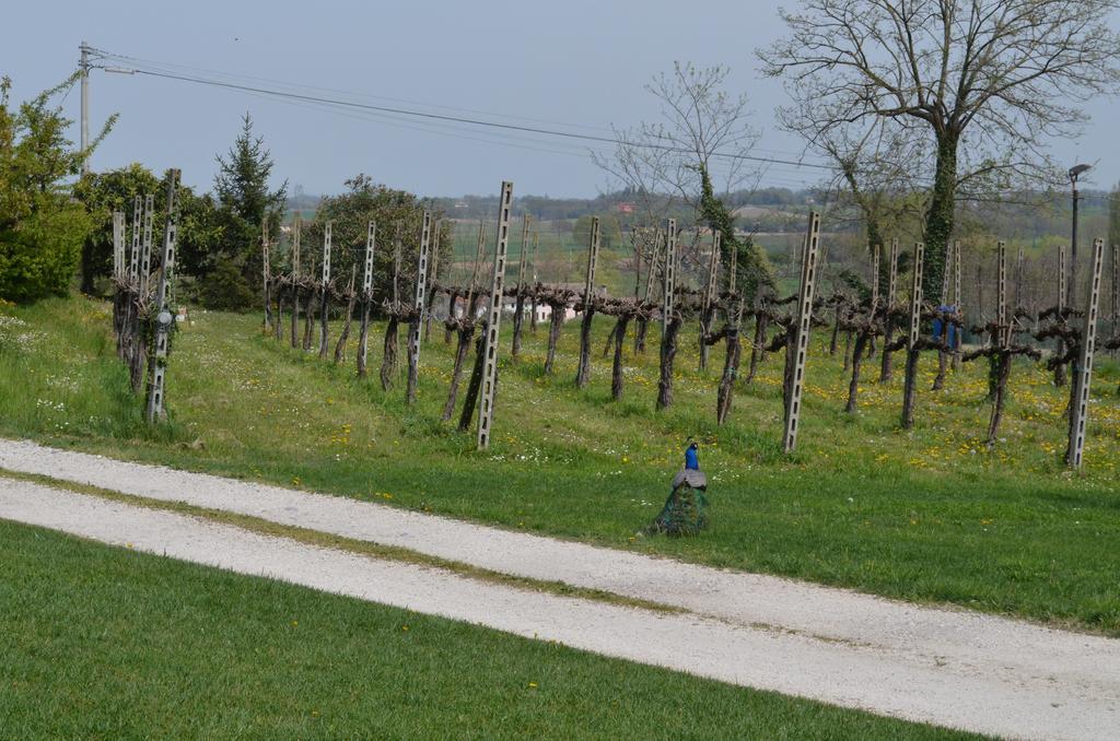 Agriturismo Dondino Cavriana Εξωτερικό φωτογραφία